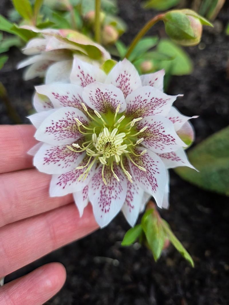 Hellebores