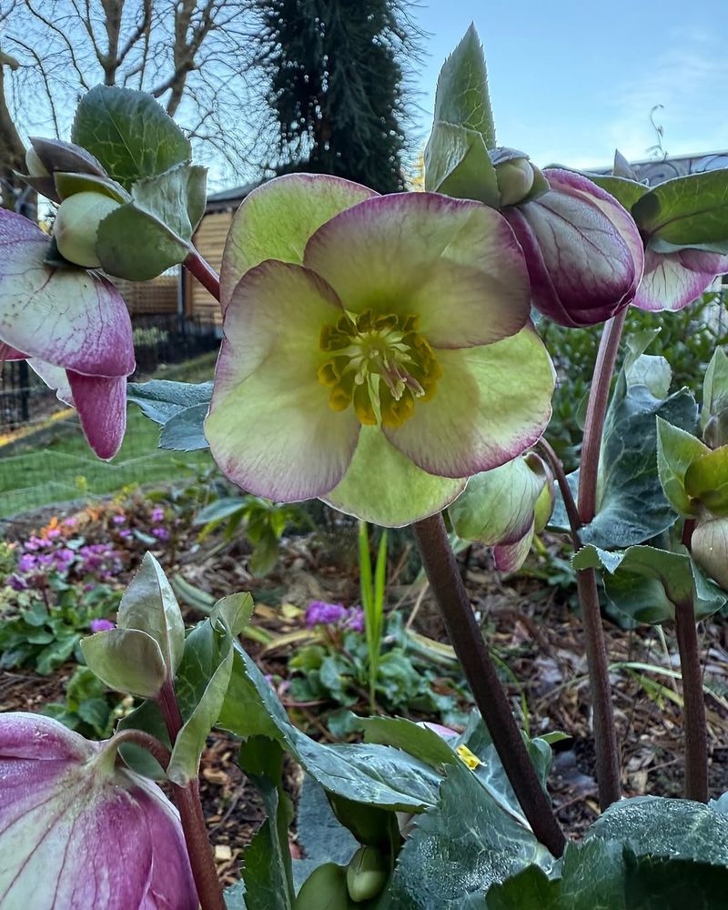 Hellebores Bloom Early Under Trees Hellebores Bloom Early Under Trees