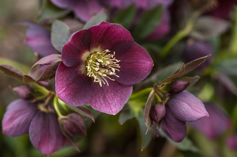 Hellebores Slowly Form Beautiful Long Lasting Clumps In Shade Hellebores Slowly Form Beautiful Long Lasting Clumps In Shade