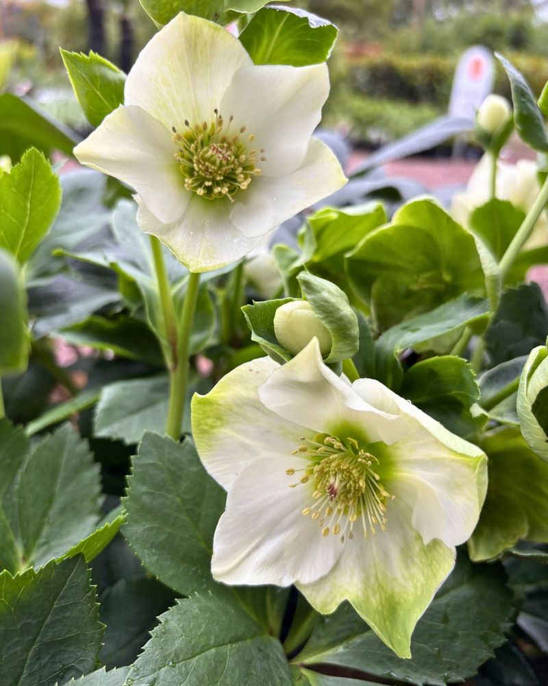 Hellebores