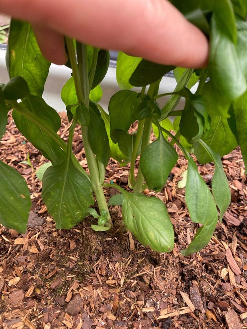 Help Basil Bounce Back In Florida Heat