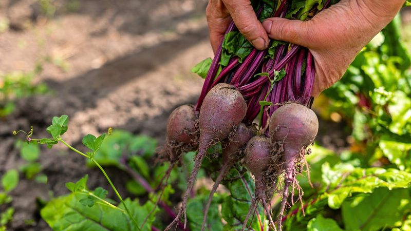 Help Beets Grow Where Soil Is Too Acidic