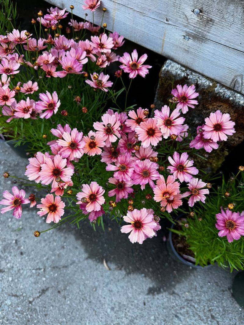 Help Coreopsis Push Through Cool Wet Weather