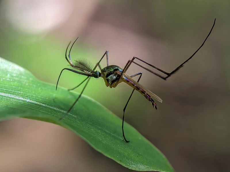 Helps Make Your Patio Less Inviting To Mosquitoes