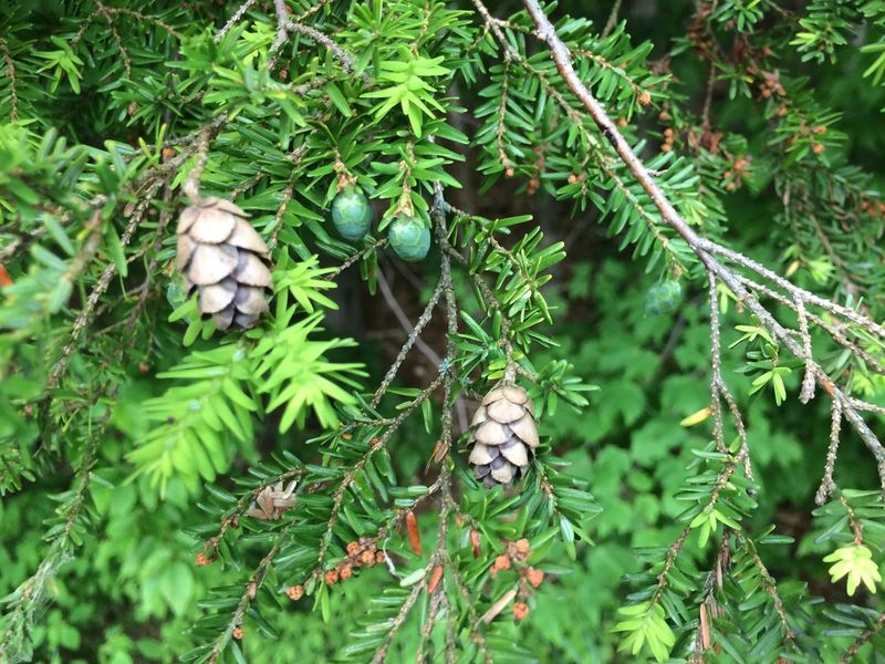 Hemlock Is Less Appealing Hemlock Is Less Appealing