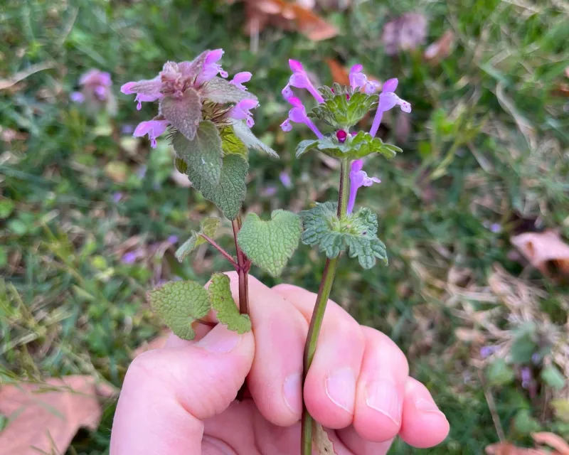 Henbit And Purple Deadnettle