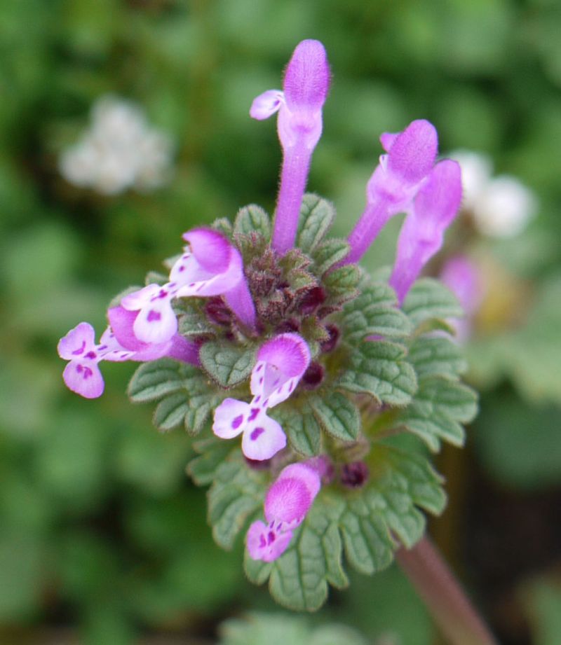 Henbit (Lamium amplexicaule)