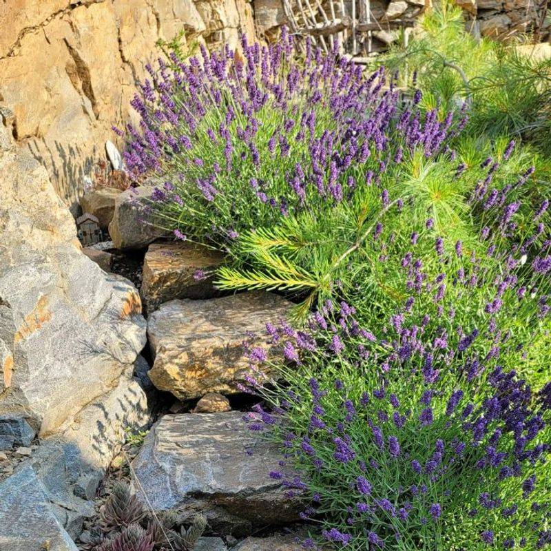 Herbs And Other Dry-Garden Plants Fit Best