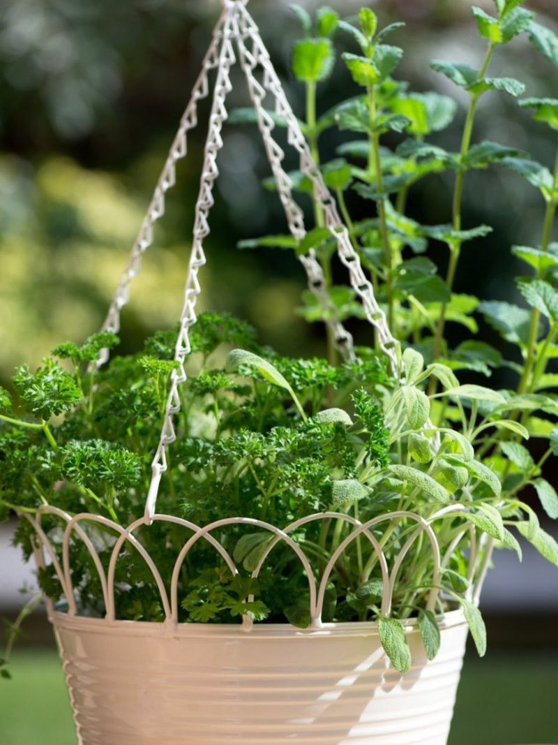 Herbs: Basil, Parsley, And Thyme