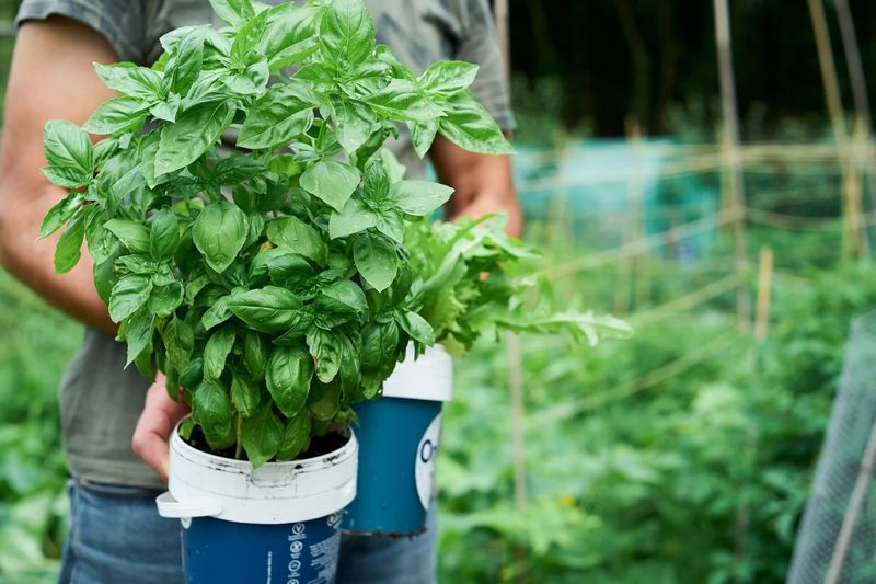 Herbs Stay Fuller With Careful Harvesting Herbs Stay Fuller With Careful Harvesting