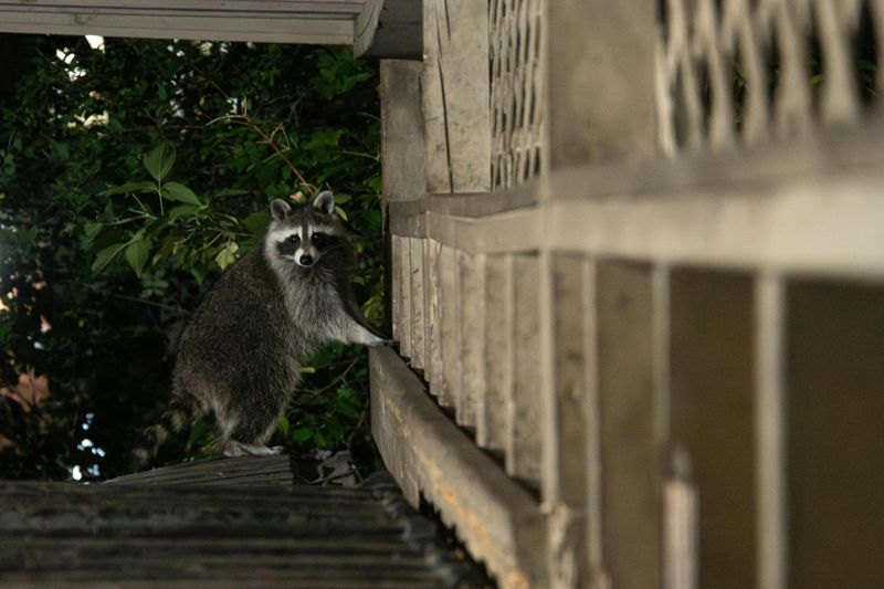 Here Is What Actually Stops Raccoons From Returning