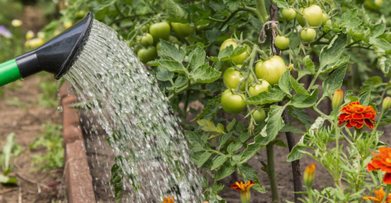 Here Is Why June Watering Makes Such A Difference For New Jersey Tomatoes