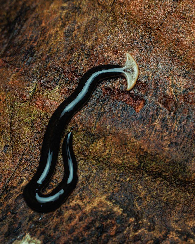 Here Is Why The Hammerhead Worm Is So Dangerous
