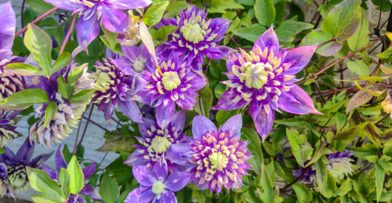 clematis in bloom