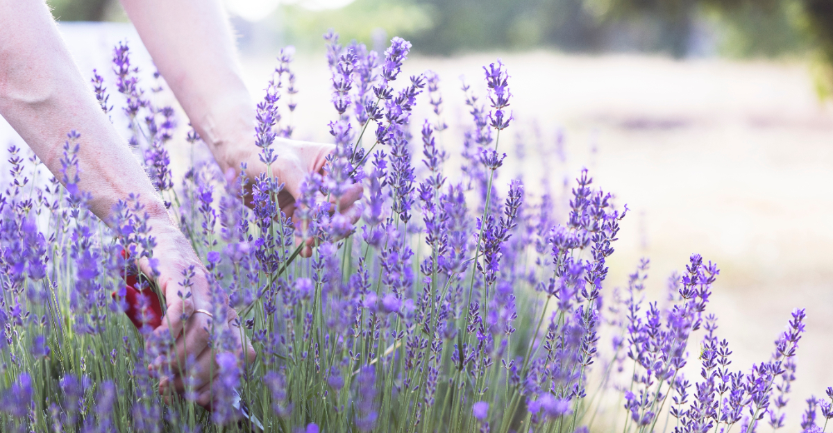 lavender