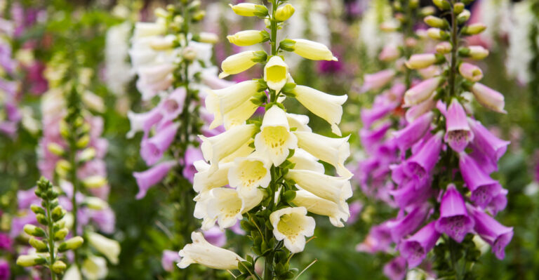 Here’s Why Foxglove Thrives In Oregon Gardens