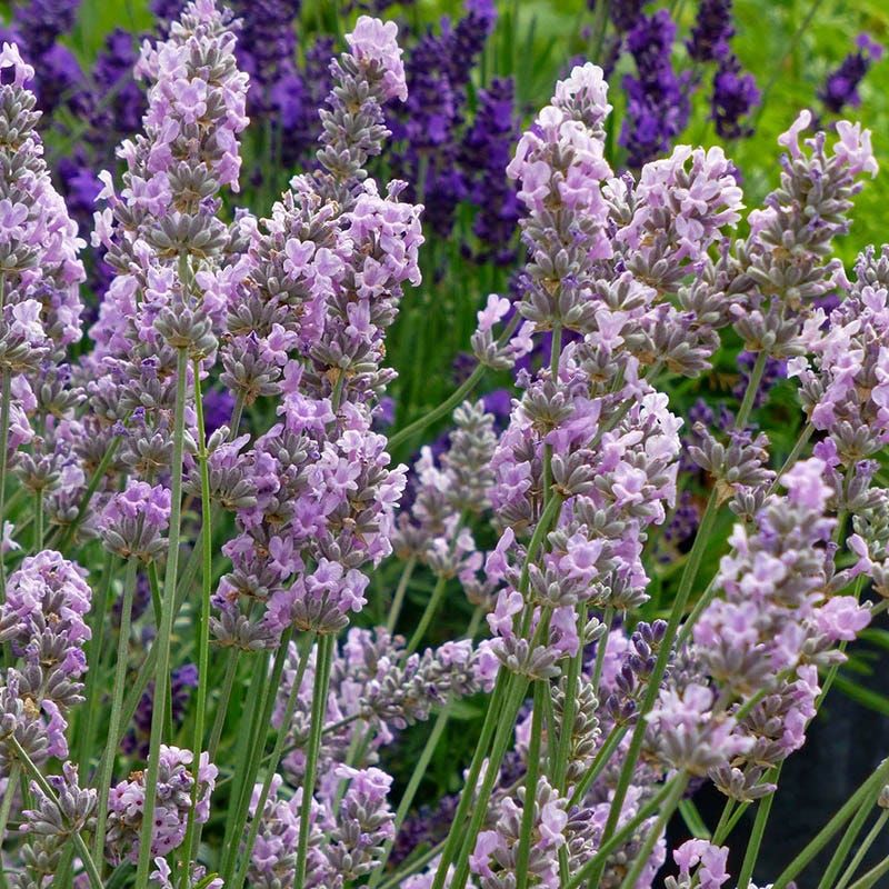 Here's Why Oregon Gardeners Are Growing Lavender Along Their Driveway