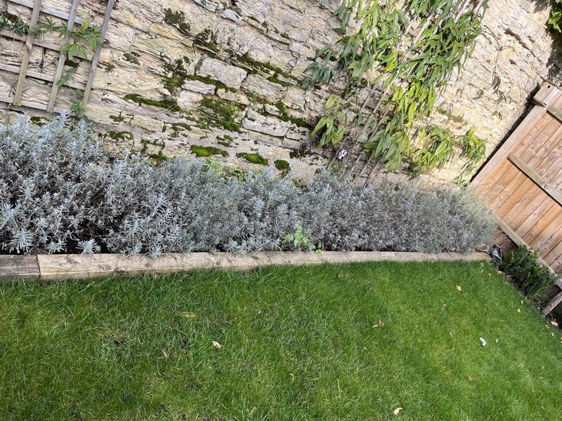 Here's Why Oregon Gardeners Are Growing Lavender Along Their Driveway