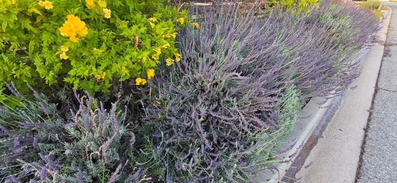Here's Why Oregon Gardeners Are Growing Lavender Along Their Driveway