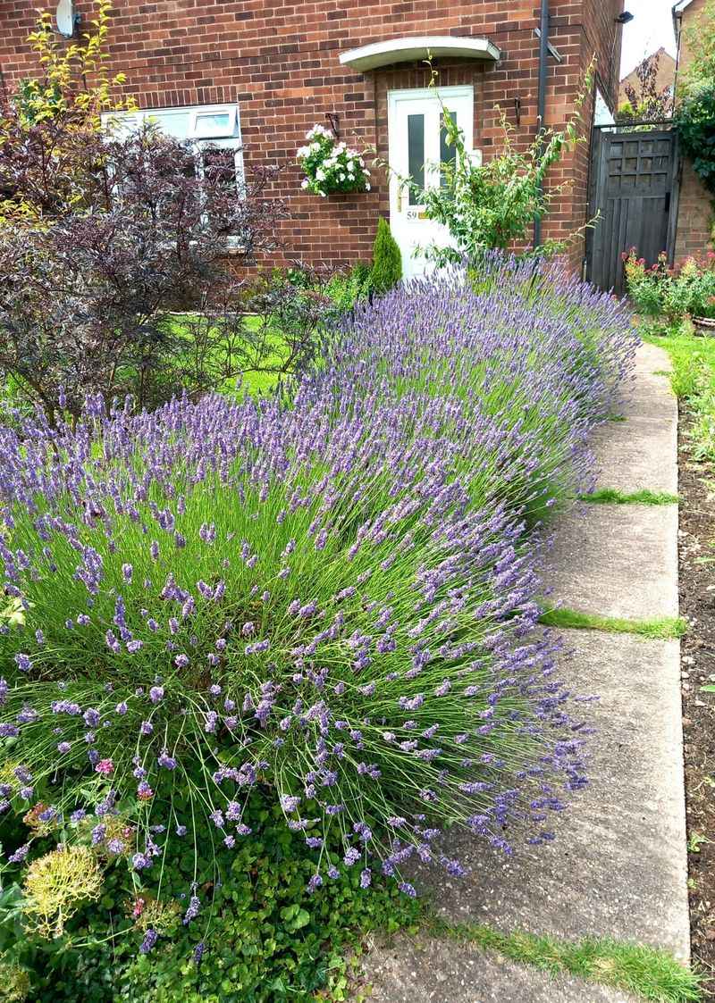 Here's Why Oregon Gardeners Are Growing Lavender Along Their Driveway