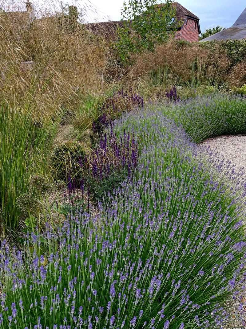 Here's Why Oregon Gardeners Are Growing Lavender Along Their Driveway