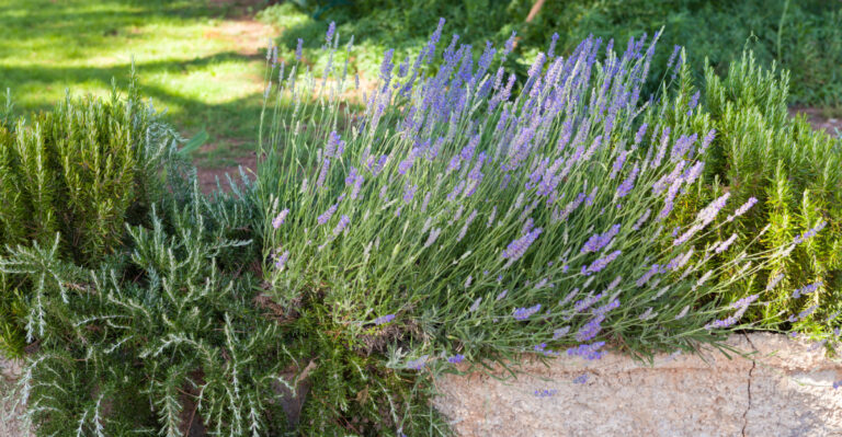 Here’s Why Oregon Gardeners Are Growing Lavender Along Their Driveway