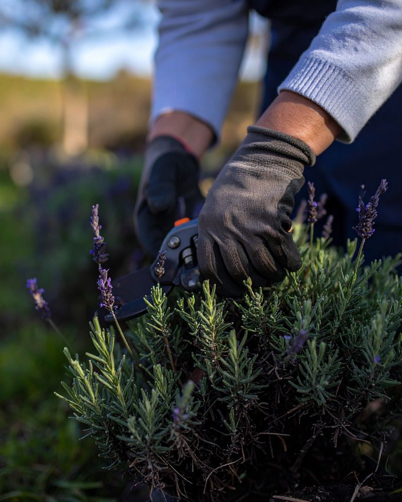 Here's Why Oregon Gardeners Are Growing Lavender Along Their Driveway