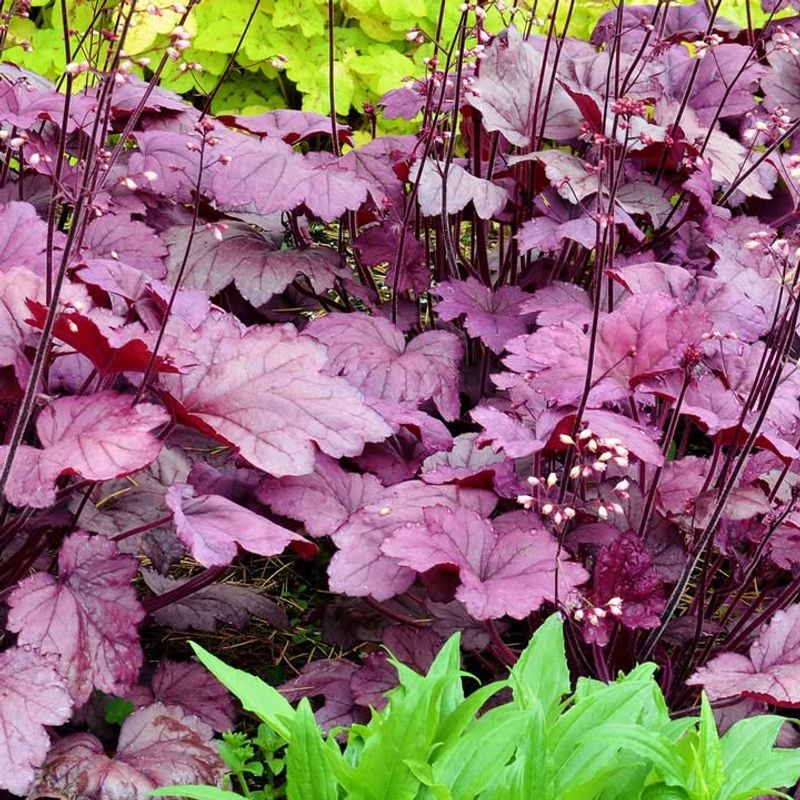 Heuchera
