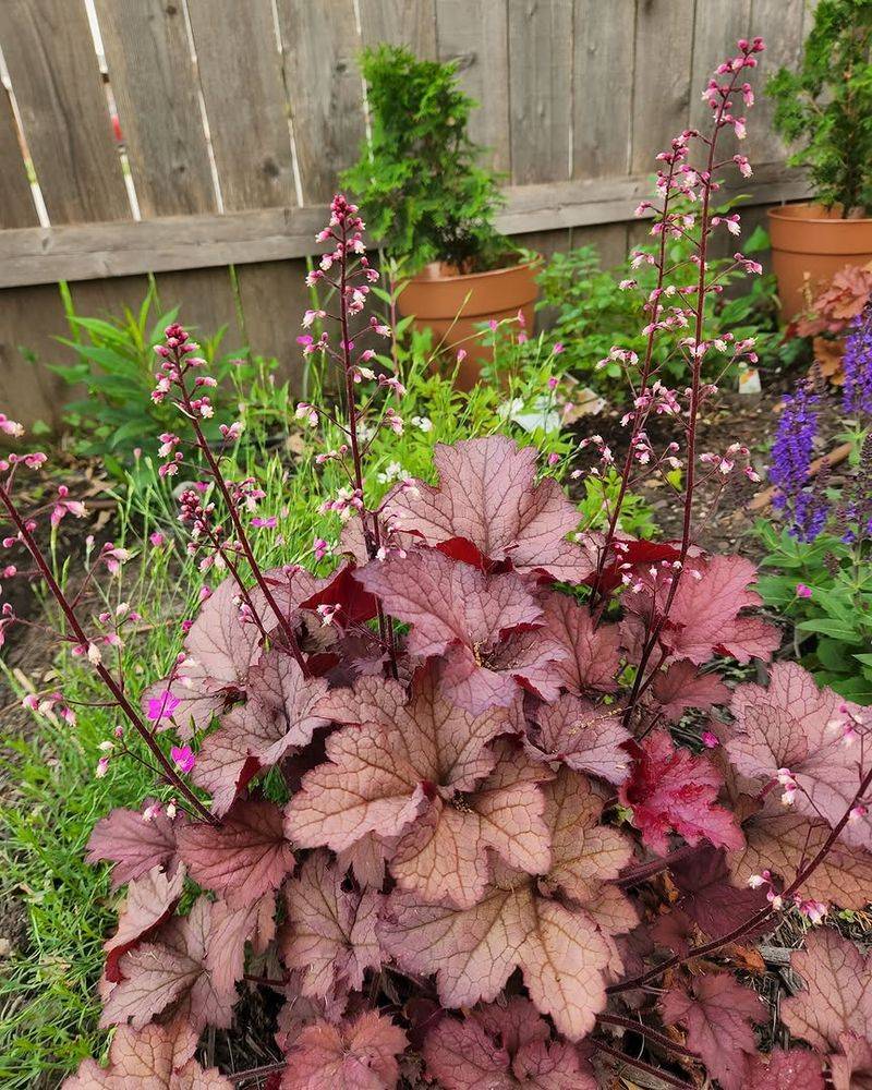 Heuchera / Coral Bells