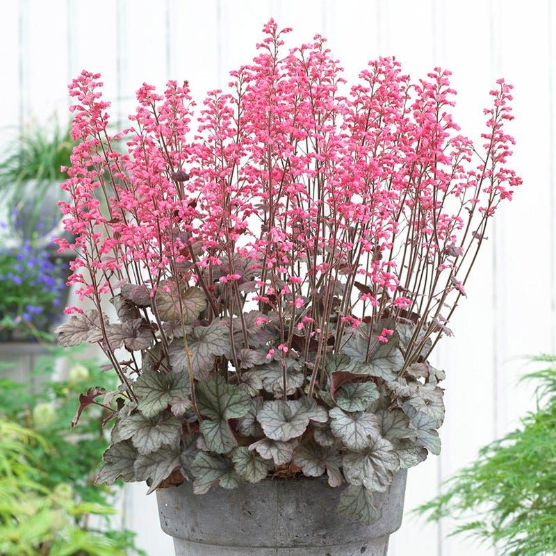 Heuchera Fills Pots With Colorful Foliage