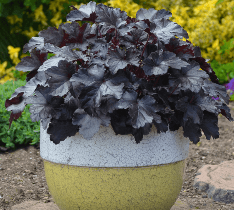 Heuchera Keeps Pots Colorful Year After Year