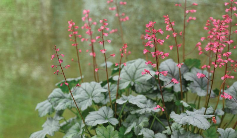 Heuchera Heuchera