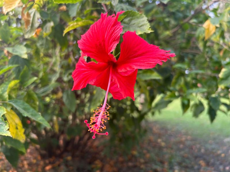 Hibiscus After The Spring Growth Flush