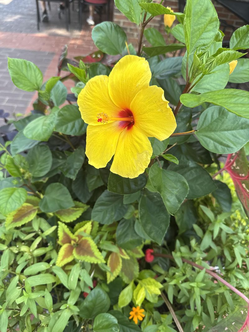 Hibiscus And Coleus Make Patios Look Instantly Styled