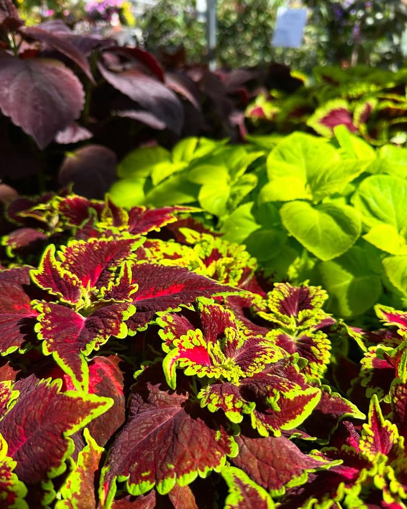 Hibiscus And Coleus Hibiscus And Coleus