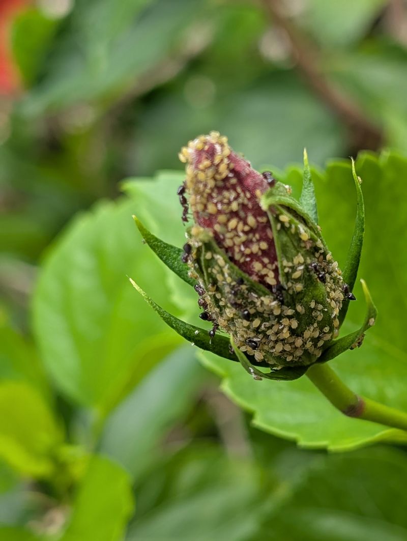 Hibiscus Brings Blooms And Bugs