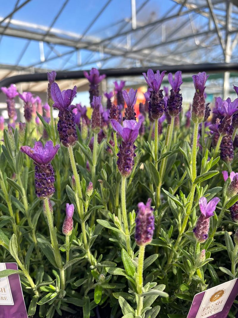 Hidcote Lavender Produces Dense Compact Growth