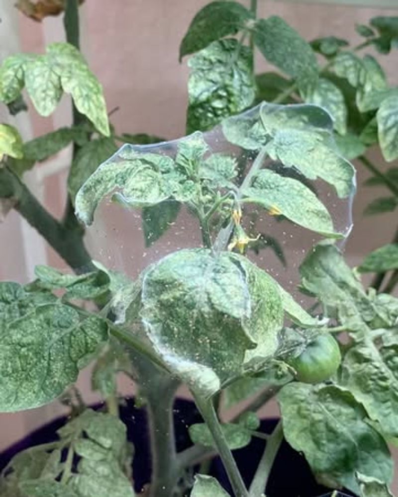 Hidden Pests Make Leaves Twist And Curl