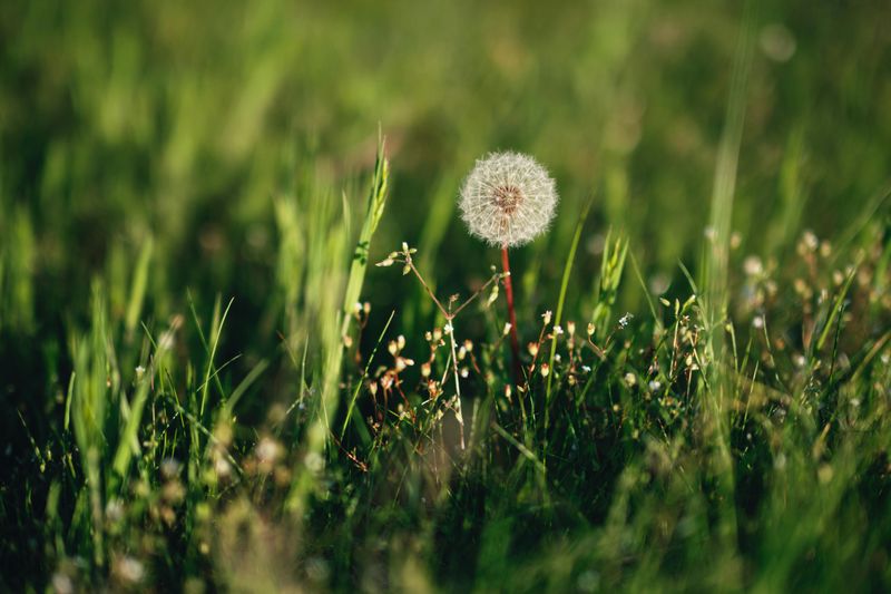 Hidden Weeds Reveal Themselves