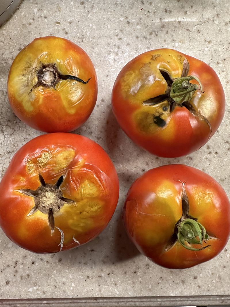 Heat-damaged tomatoes