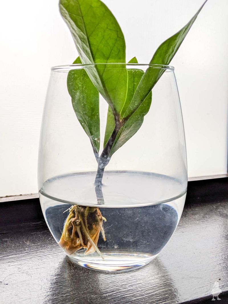 High Humidity Matters More Than Any Rooting Trick