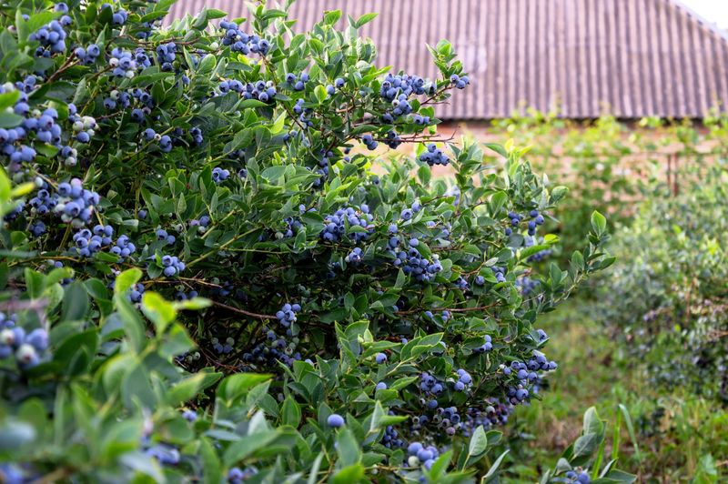 Highbush Blueberry Works Where Soil Stays Acidic