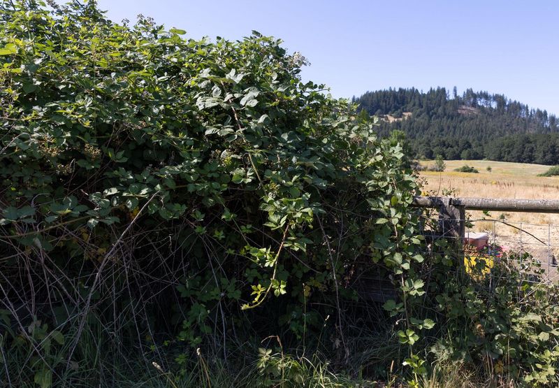 Himalayan Blackberry Turns Small Patches Into Big Problems