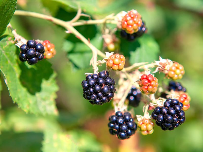 Himalayan Blackberry Himalayan Blackberry