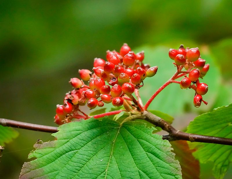 Hobblebush Brings Woodland Beauty To The Front Yard