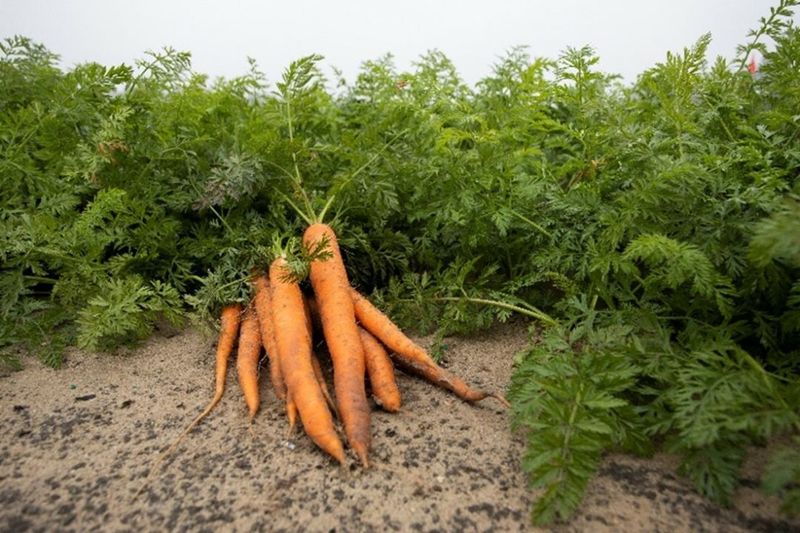 Hold Carrots Until Cooler Soil Returns