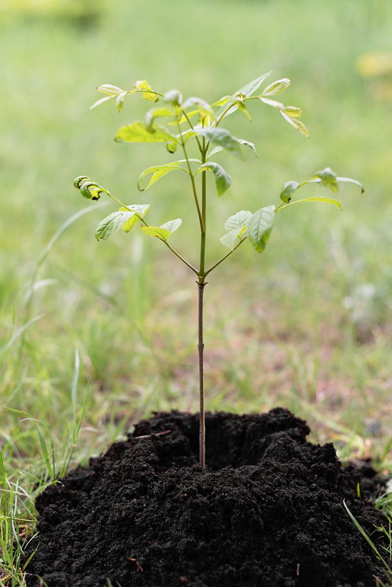 Hold Off Planting New Trees Until They Are Gone Hold Off Planting New Trees Until They Are Gone