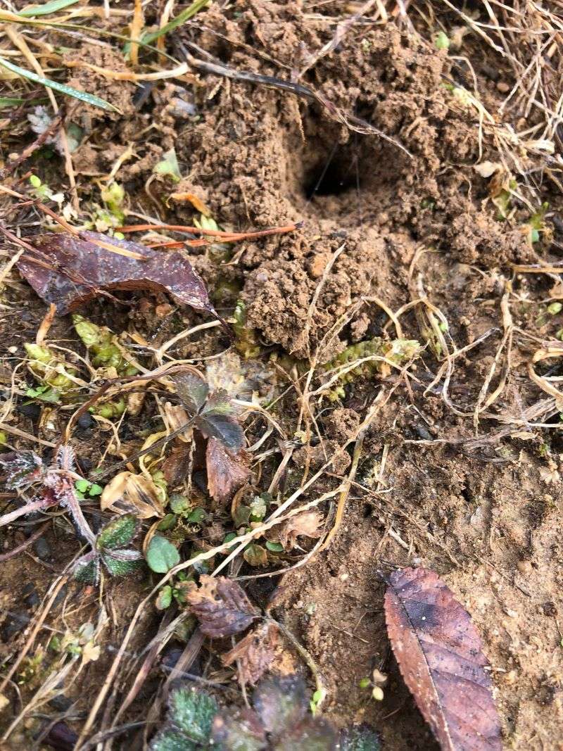 Holes Dug In Your Lawn