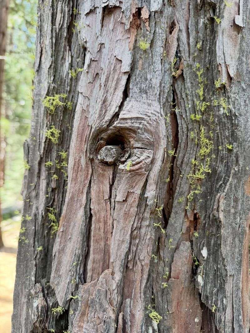 Hollow Areas Inside Trees Are More Serious Than Many Homeowners Realize Hollow Areas Inside Trees Are More Serious Than Many Homeowners Realize