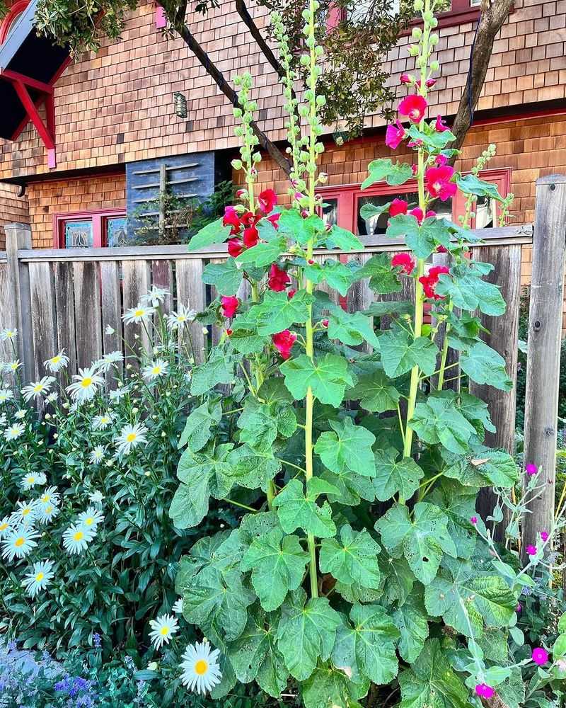 Hollyhock Gives You More Plants With A Careful Divide Hollyhock Gives You More Plants With A Careful Divide